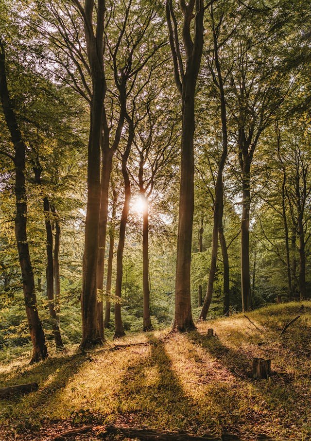 Duurzaam hout