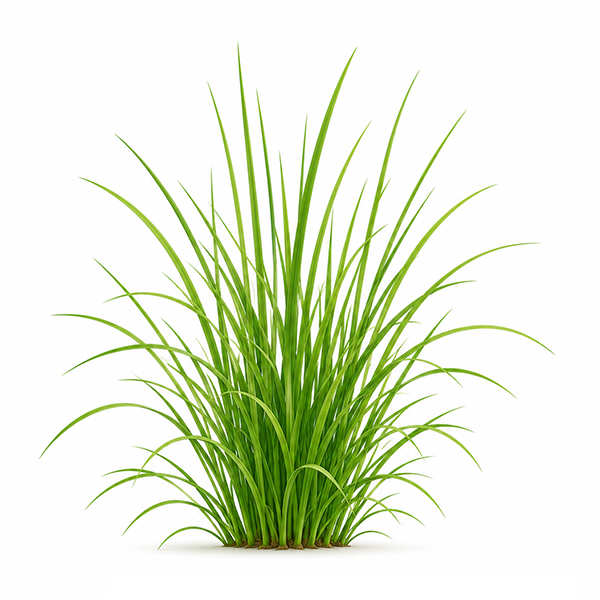 Plantenset met wikkel - Afbeelding 14