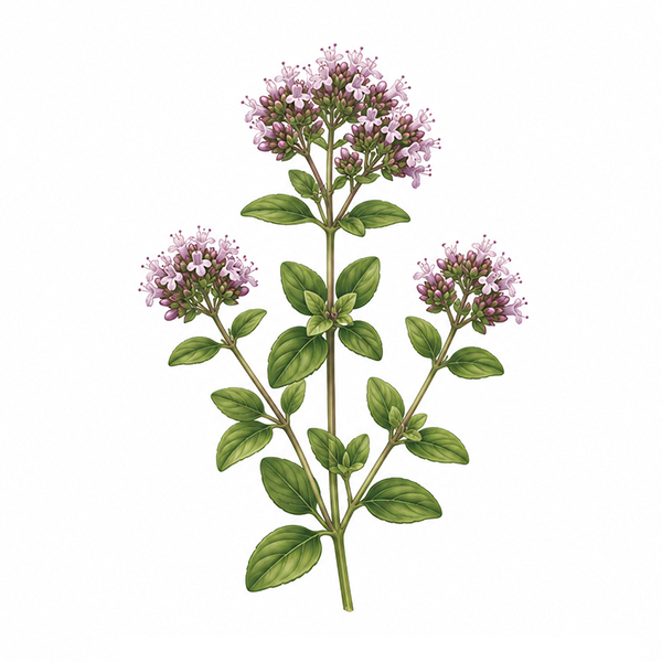 Plantenset met wikkel - Afbeelding 9