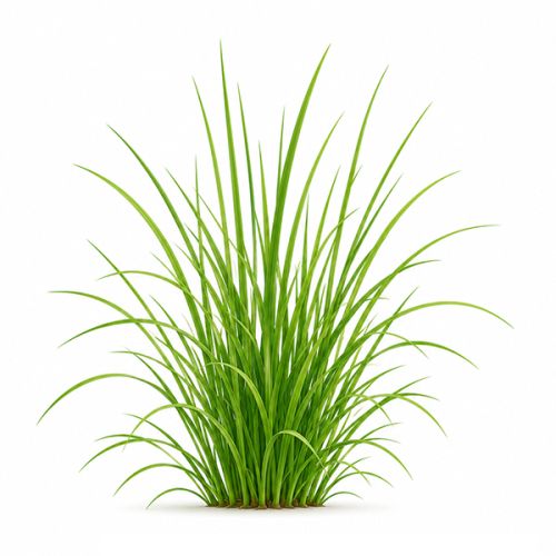 Plantenset met wikkel - Afbeelding 14