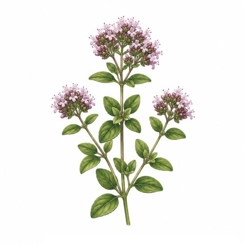 Plantenset met wikkel - Afbeelding 9