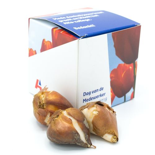 Bloembollengeschenk - Afbeelding 1